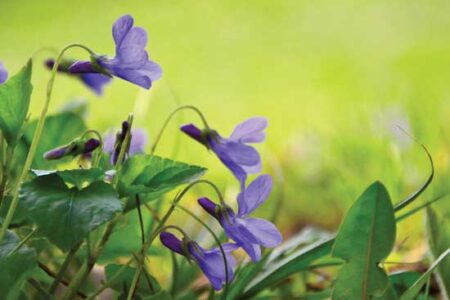 Medicinal and Culinary Uses for the Shy Violet